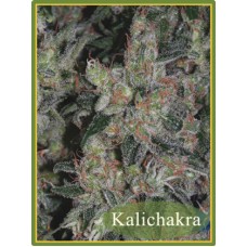 Семена конопли Kalichakra Regular регулярные Mandala